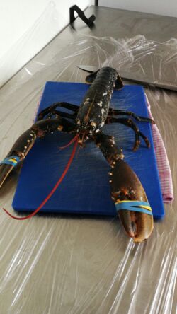 lobster uai